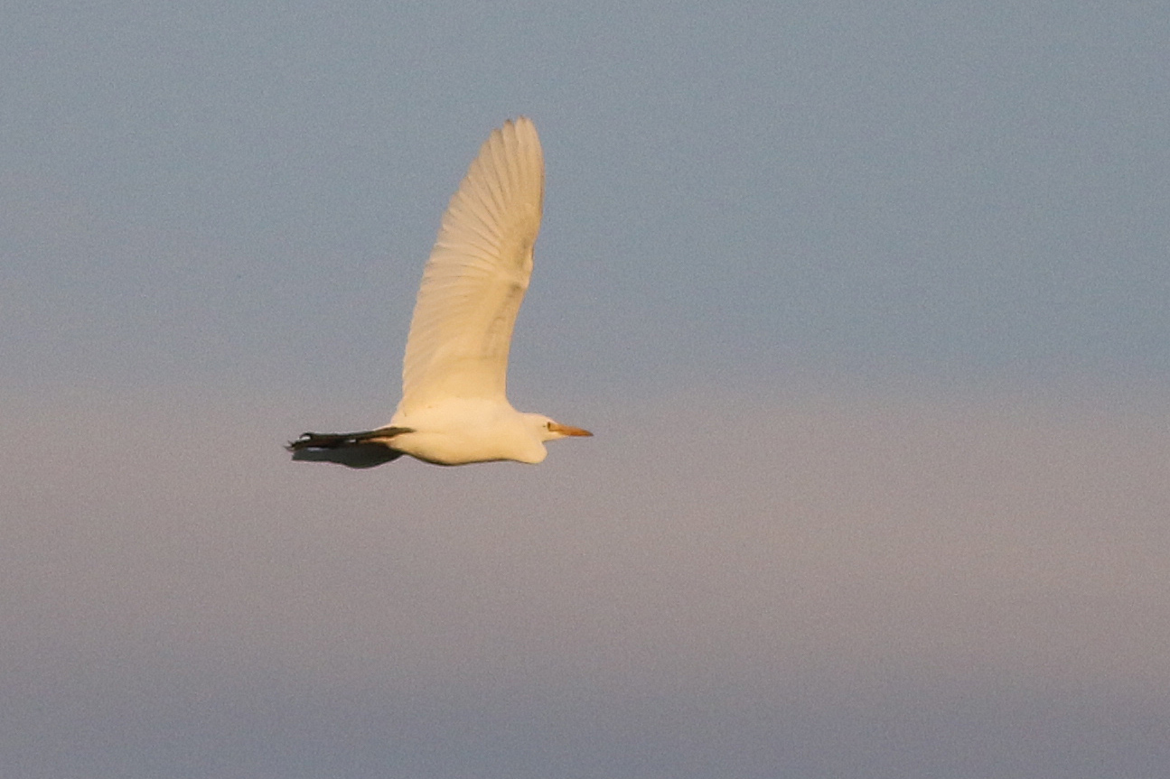 Cattle Egret